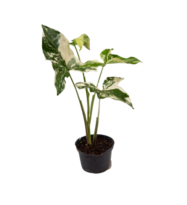 Singônio Variegata