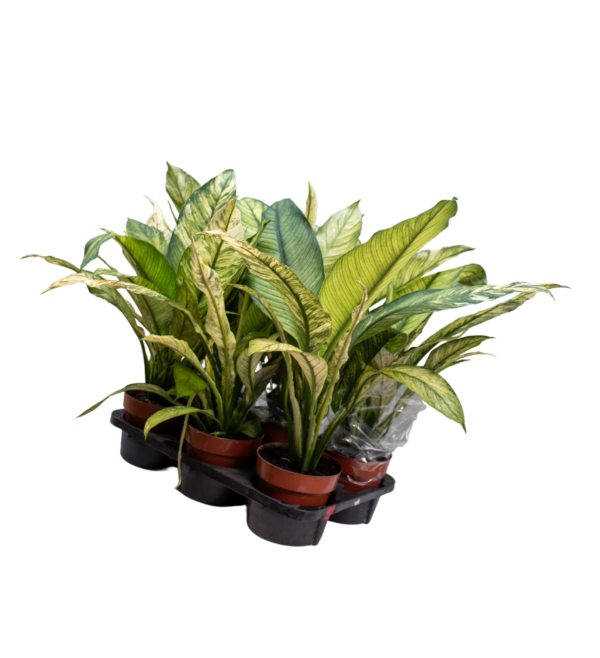 1 - Image 3