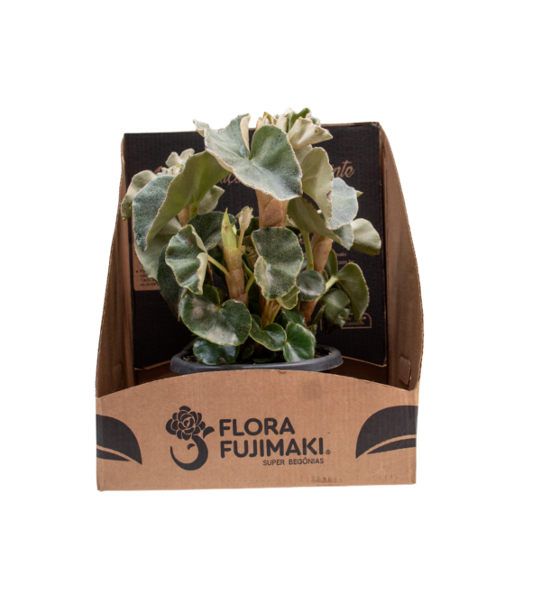 Kalanchoe beharensis - Image 3