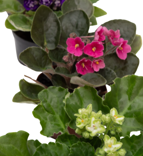 Kalanchoe - Image 7