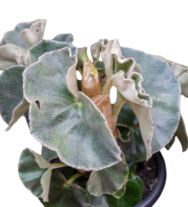 Kalanchoe beharensis - Image 2