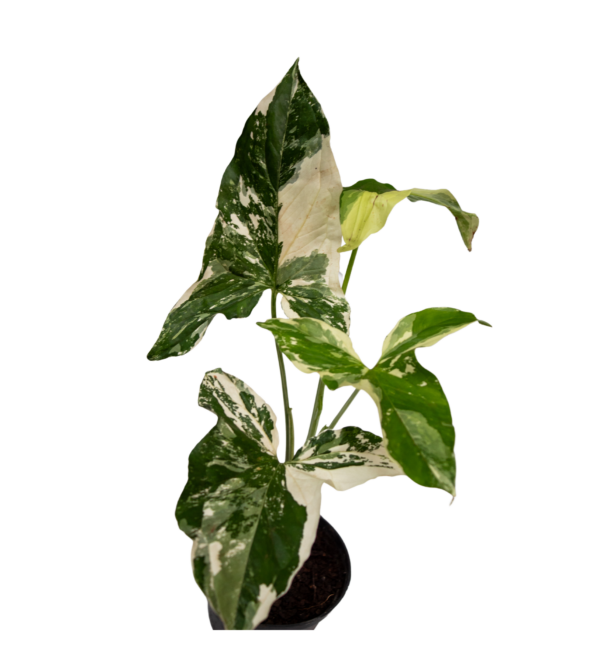 Singônio Variegata - Image 2