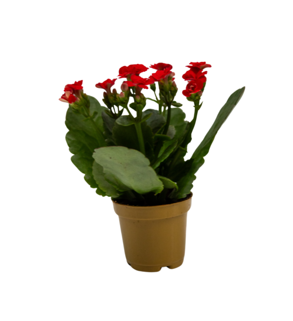 Exemplo - Image 3