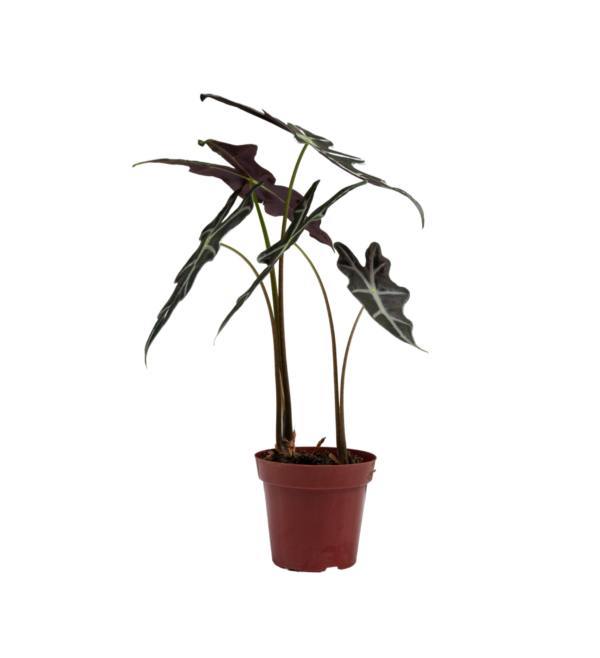 Alocasia Sanderiana - Image 3