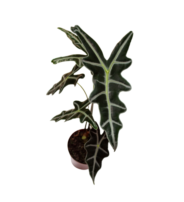Alocasia Sanderiana