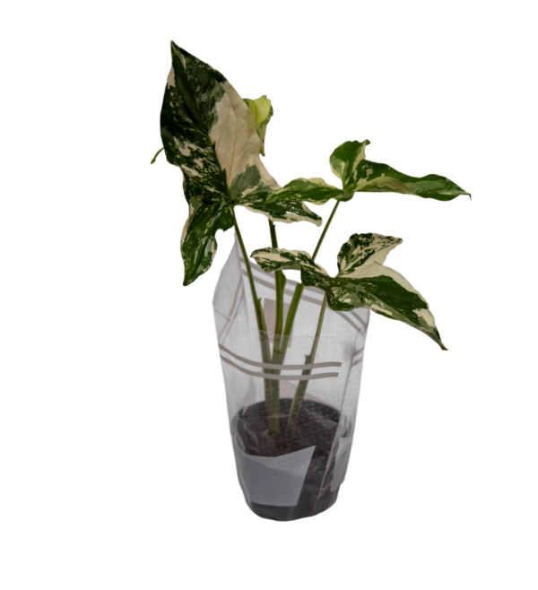 Singônio Variegata - Image 4