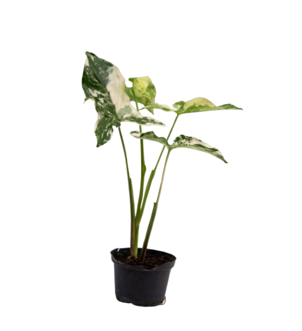 Singônio Variegata - Image 3
