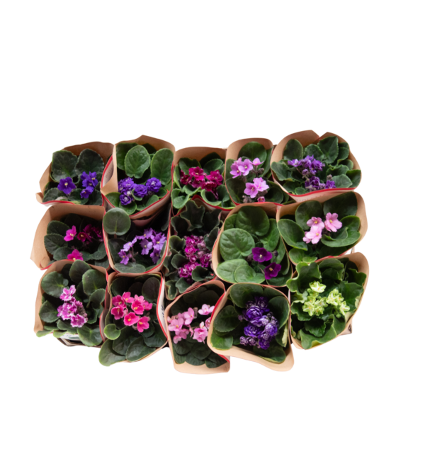 Kalanchoe - Image 5