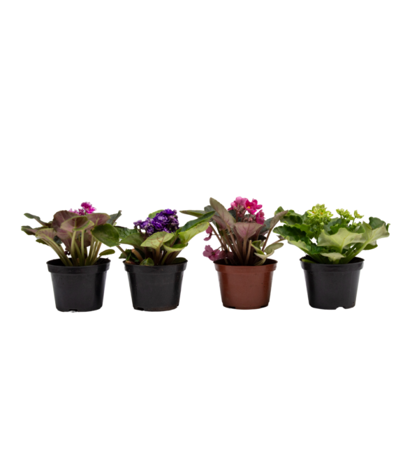Kalanchoe - Image 6