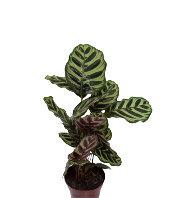 Maranta Pavão - Image 6