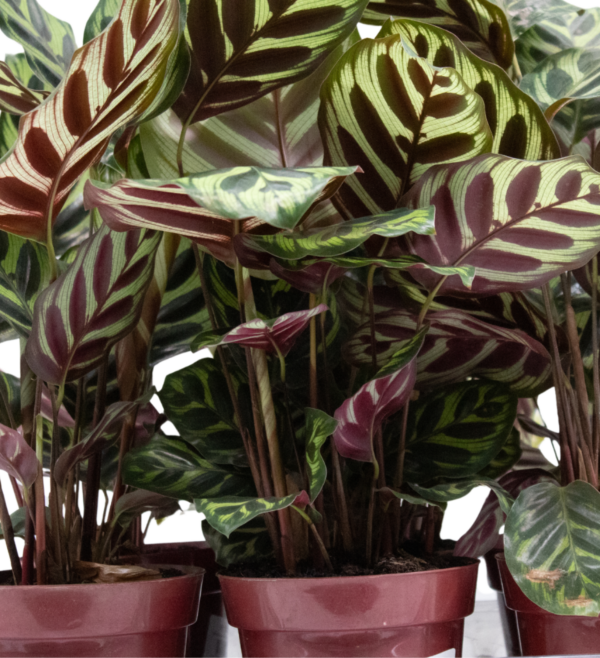 Maranta Pavão - Image 3