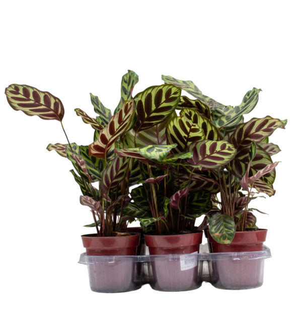 Maranta Pavão - Image 2