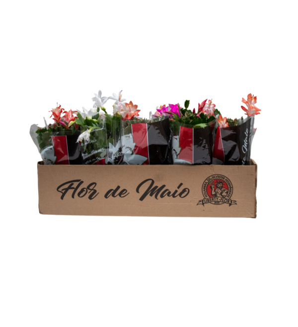 Flor de Maio - Image 5