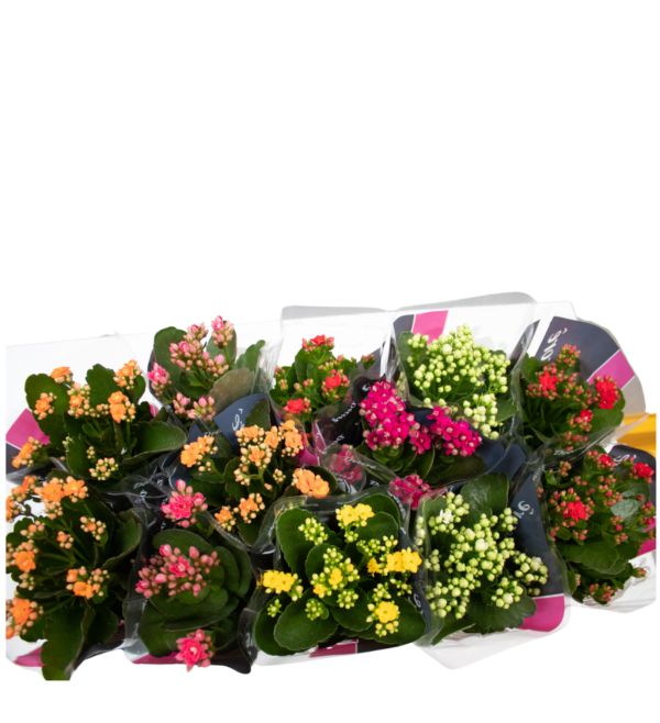 Kalanchoe - Image 4