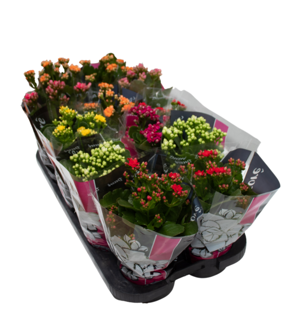 Kalanchoe - Image 3