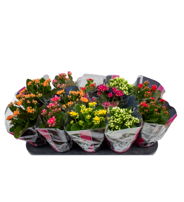 Kalanchoe - Image 2