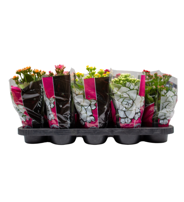 Kalanchoe