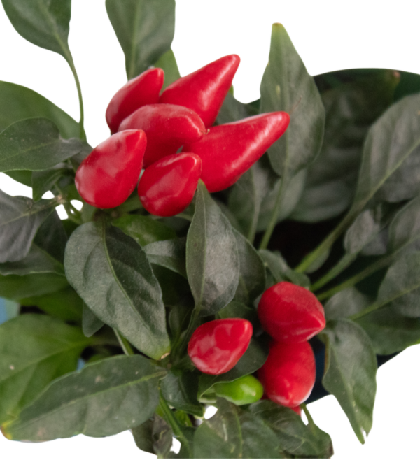 Pimenta Variada - Imagem 2