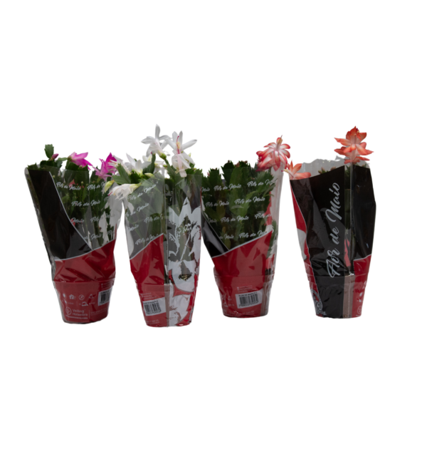 Flor de Maio - Image 4