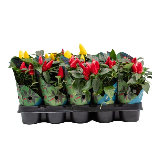Pimenta Variada - Imagem 3
