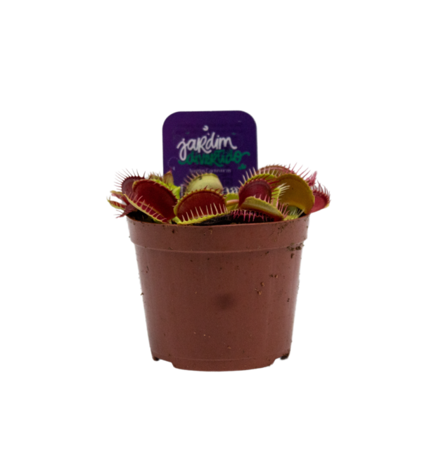 Planta Carnívora