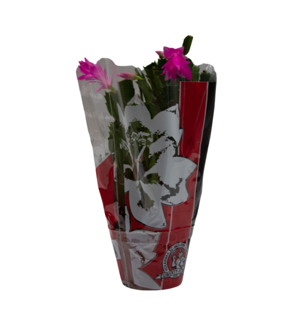 Flor de Maio - Image 3