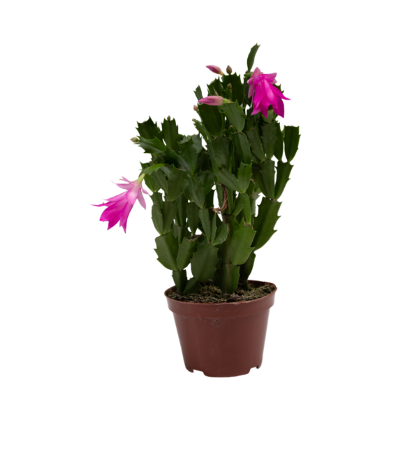 Flor de Maio