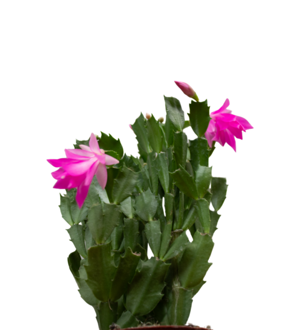 Flor de Maio - Image 2