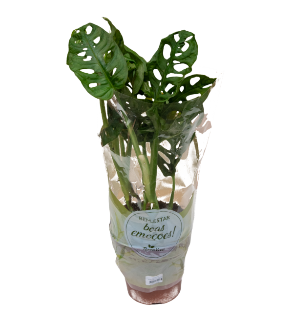 Monstera Adansonii - Imagem 2