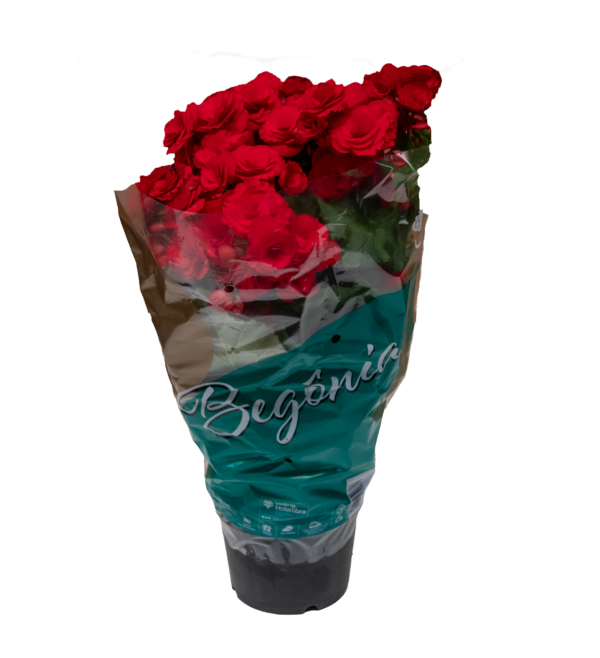 Begônia - Imagem 4