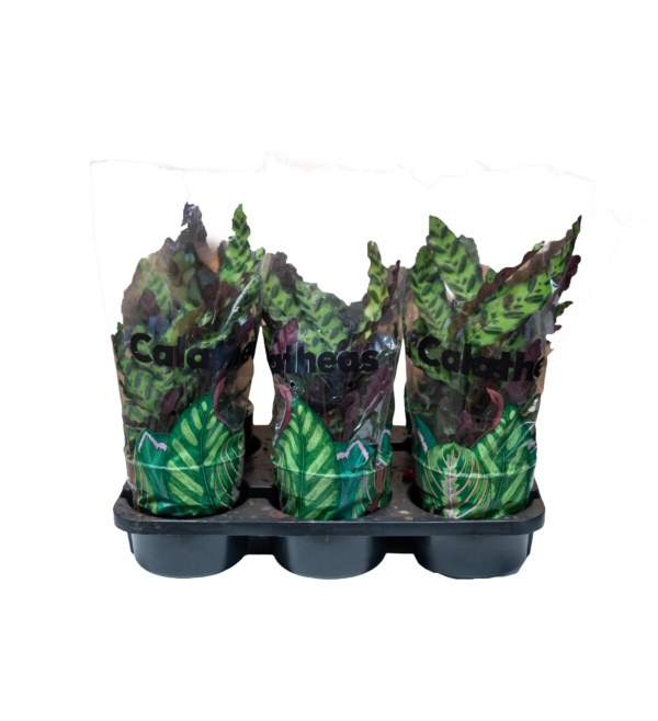Calathea Ingins - Imagem 3