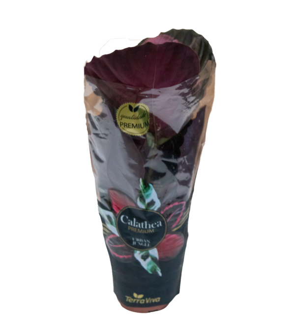 Calathea Rosea Crimson - Imagem 4