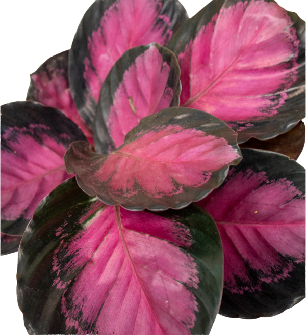 Calathea Rosea Crimson - Imagem 2