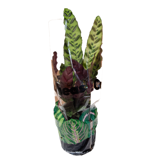 Calathea Ingins - Imagem 4