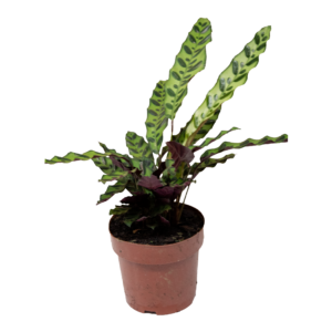 Calathea Ingins