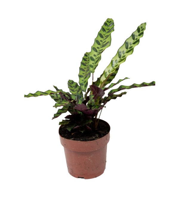 Calathea Ingins