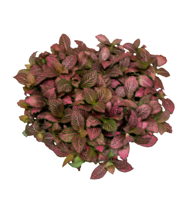 Fitônia Variada - Imagem 5