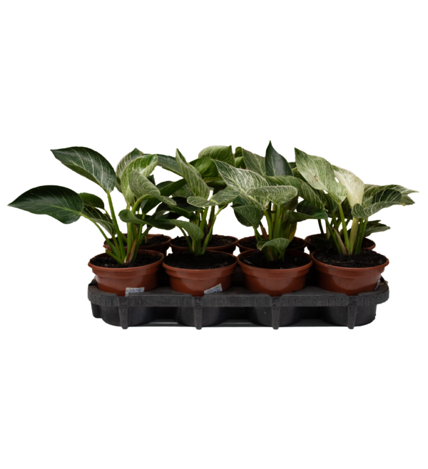 Philodendron Birkin - Imagem 3