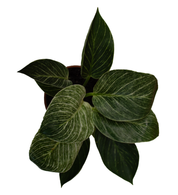 Philodendron Birkin - Imagem 4