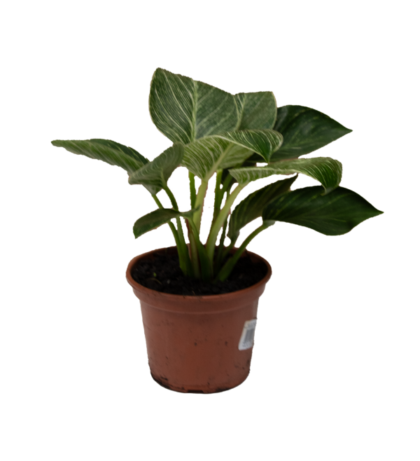 Philodendron Birkin - Imagem 2
