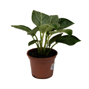 Philodendron Birkin