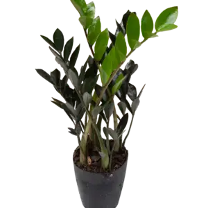 Zamioculca