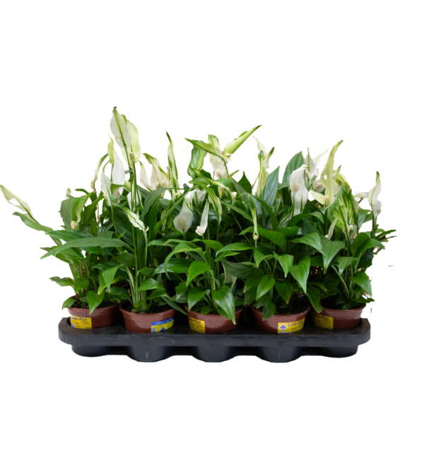 Spathiphyllum - Imagem 3