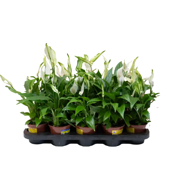 Spathiphyllum - Imagem 3