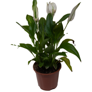 Spathiphyllum