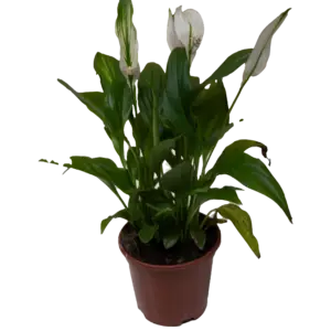 Spathiphyllum