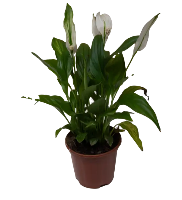 Spathiphyllum