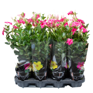 Mandevilla