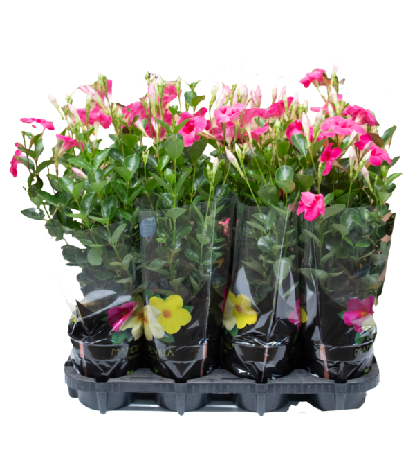Mandevilla