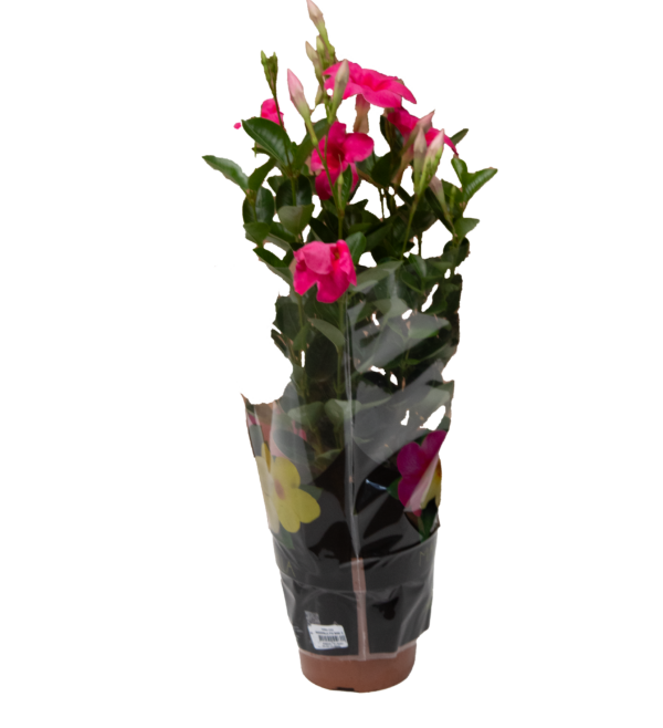 Mandevilla - Imagem 4